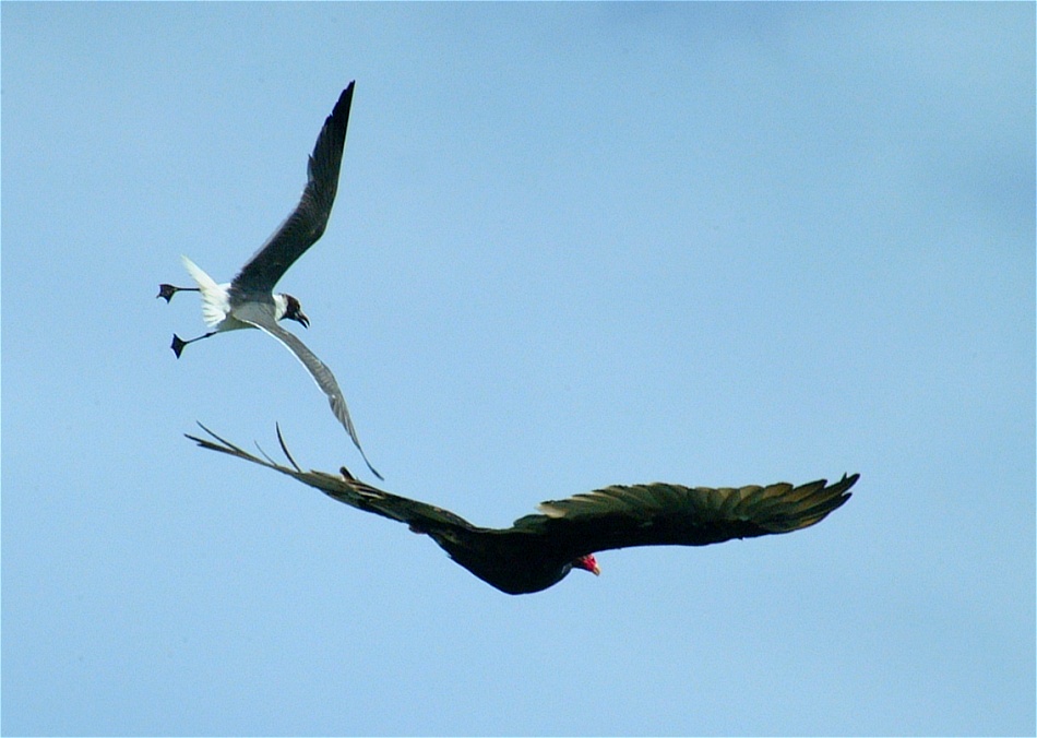 (14) Dscf2261 (sea gull attacking turkey vulture).jpg   (950x676)   160 Kb                                    Click to display next picture